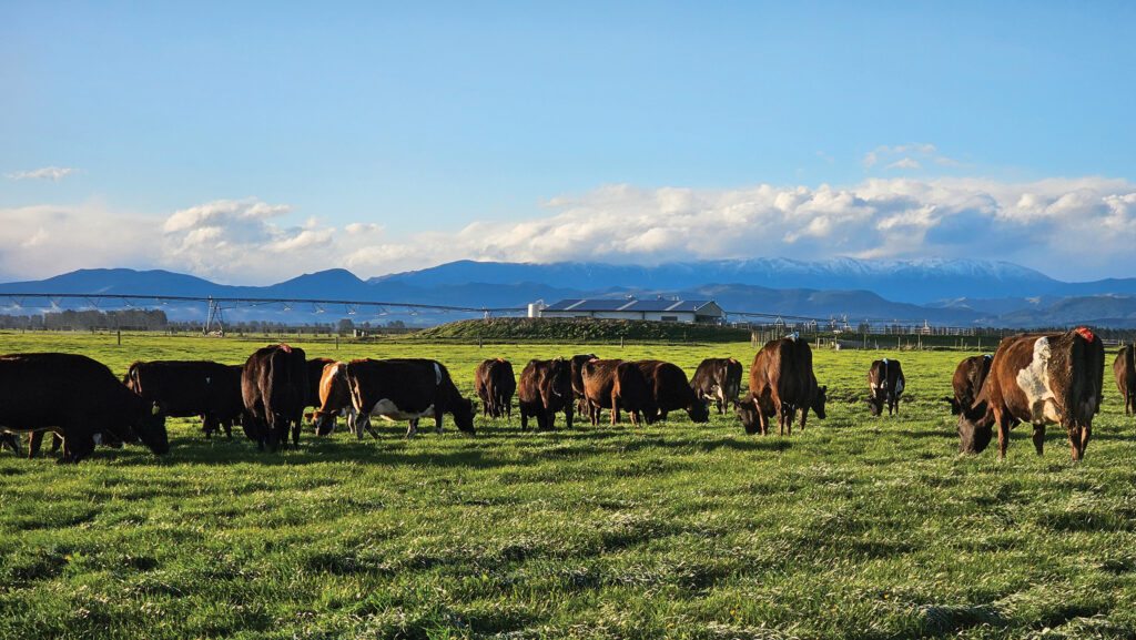 Cows grazing in New Zealand