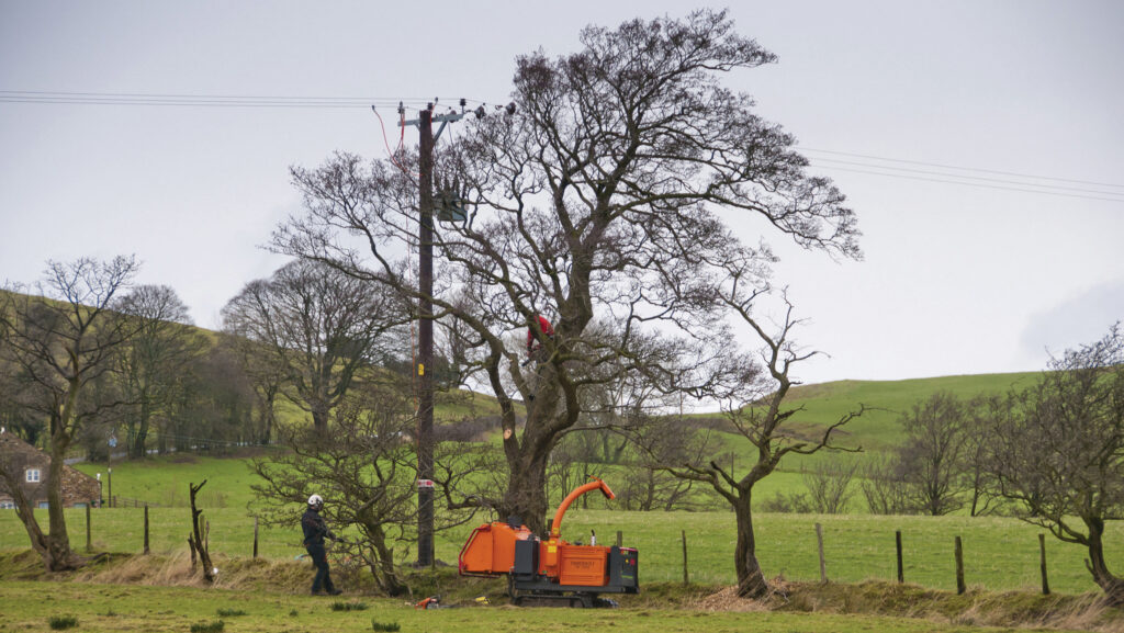 Electricity workers removing tree branches