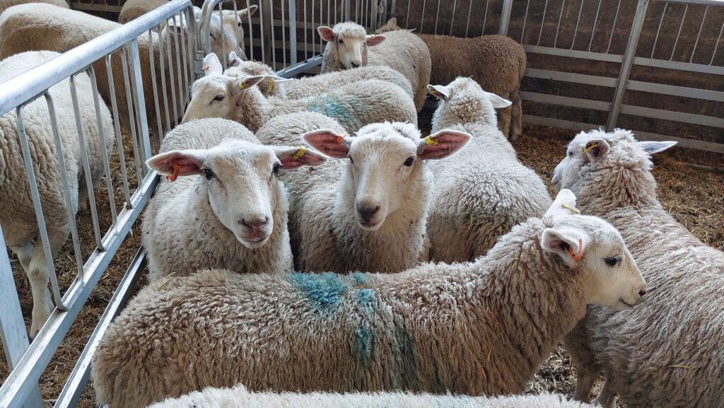 How poor ewe condition hits flock productivity hard