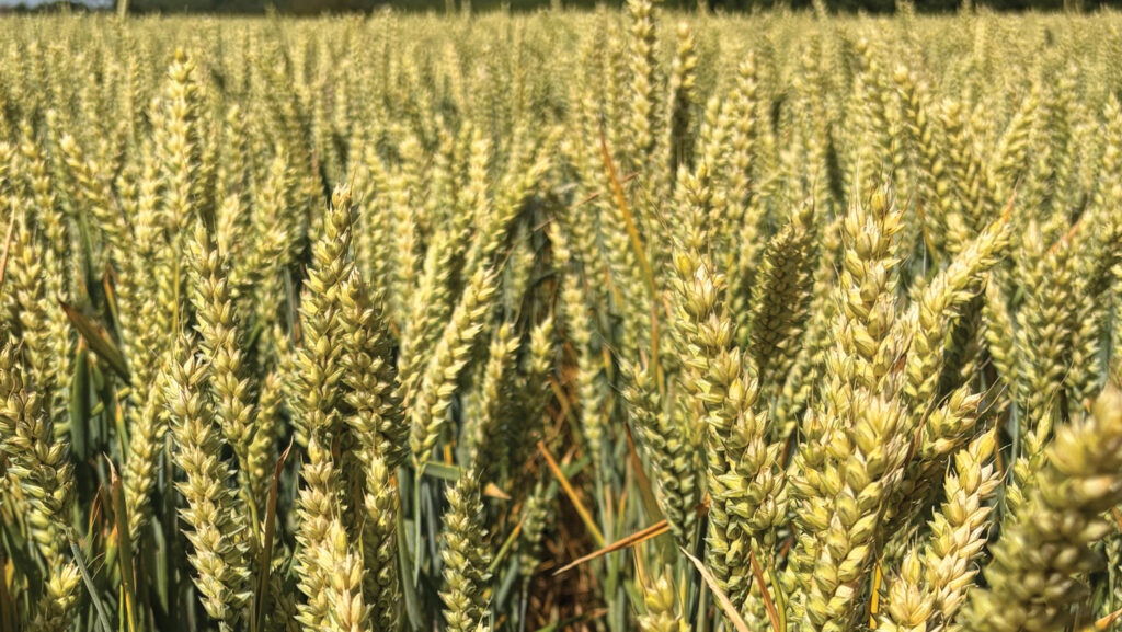 Extase wheat treated with Nanomesh © MAG/Richard Allison