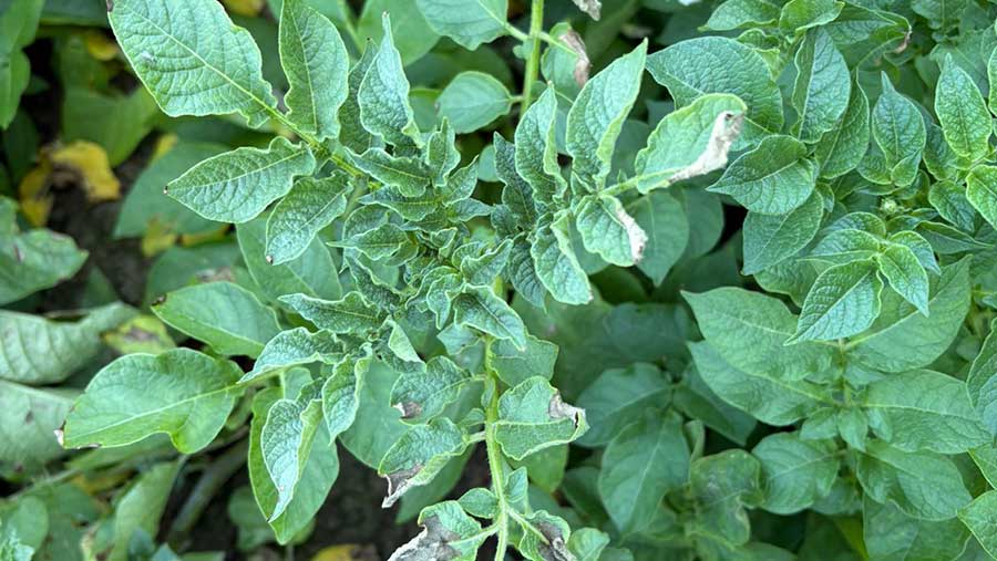 First symptoms of bacterial disease on leaves can be confused with blight