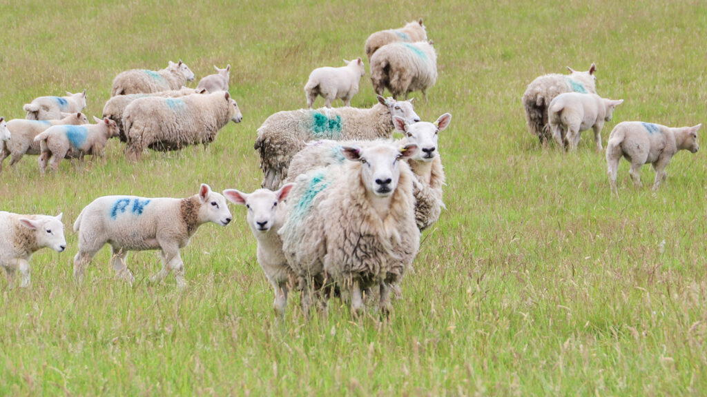 © Farming Connect