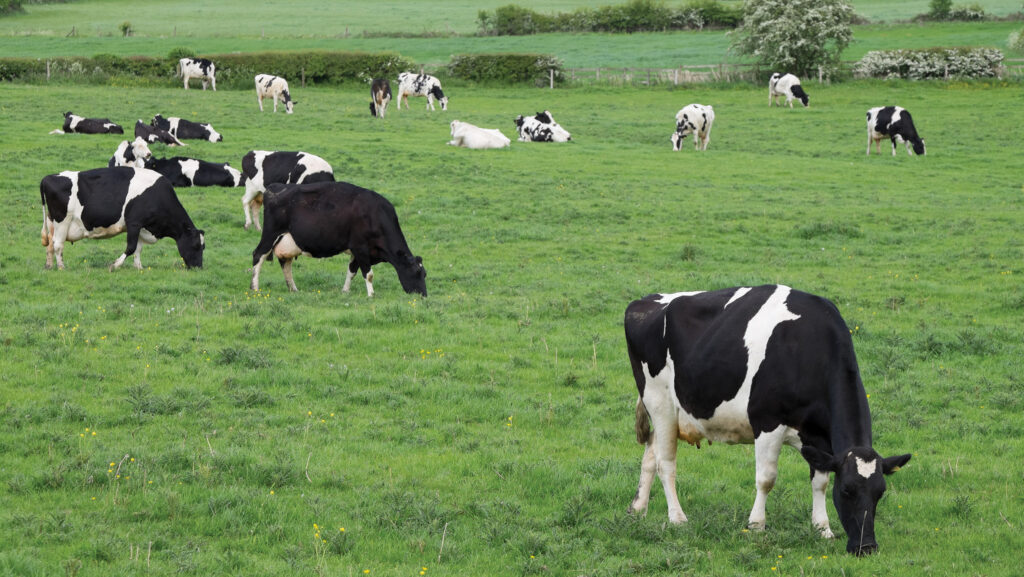 Are longer rest periods feasible in grazing dairy herds?