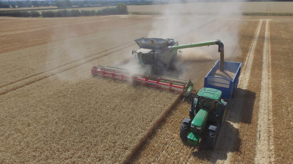 Harvesting wheat