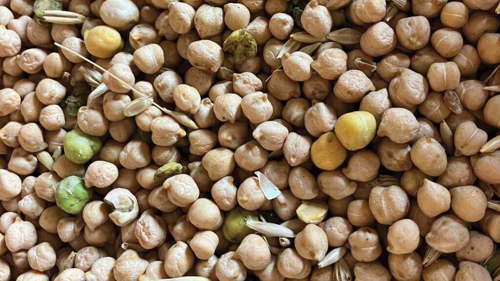 Harvested chickpeas