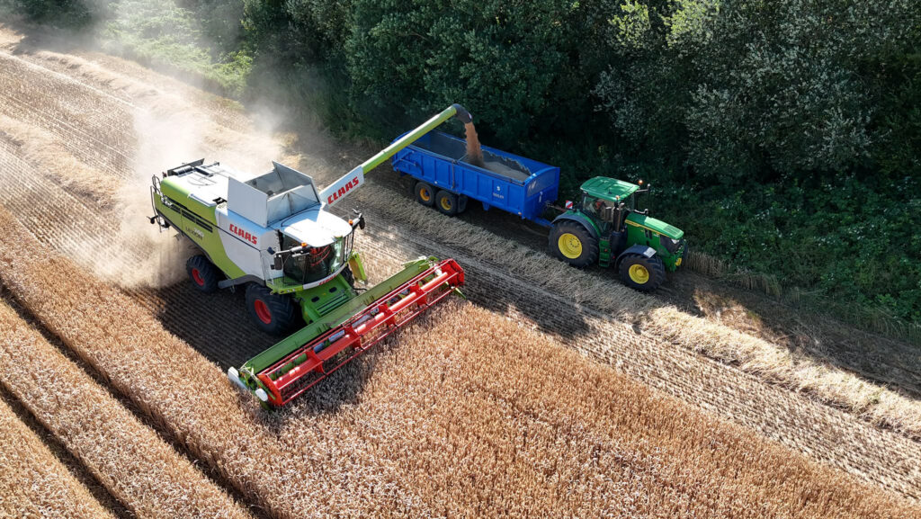 Harvesting wheat