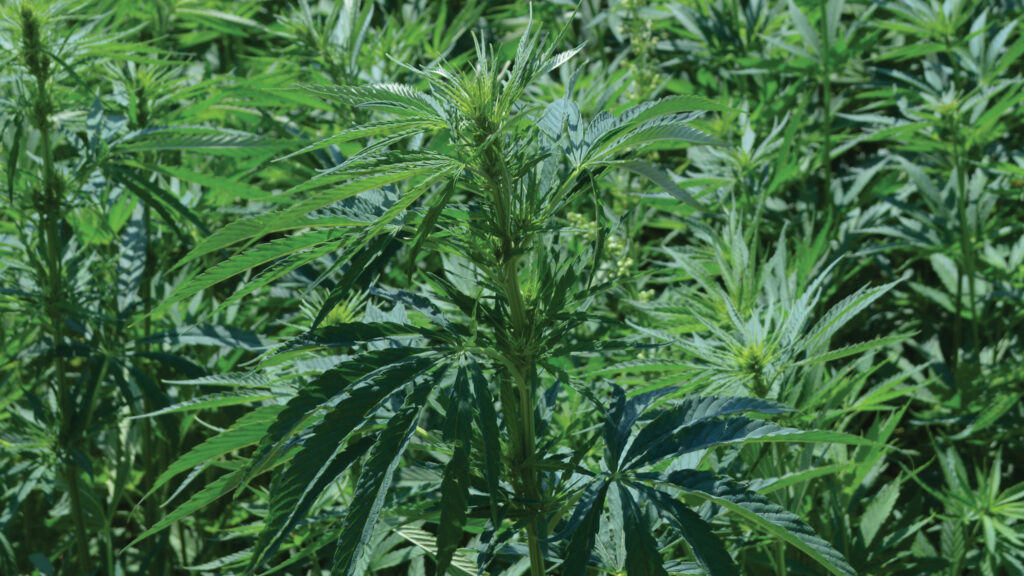 Industrial hemp