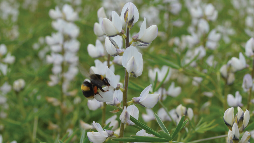 Lupins