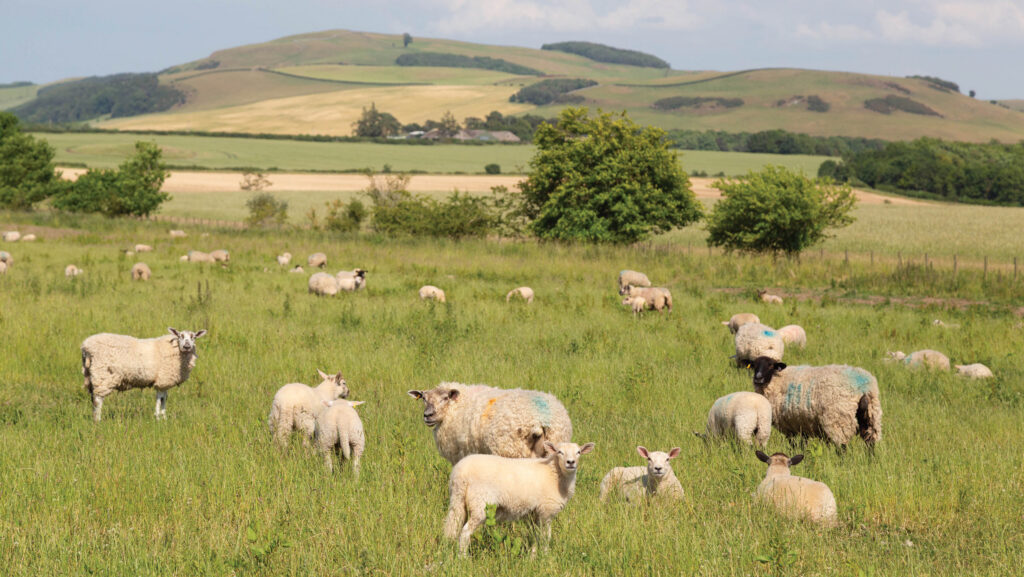 Mindrum ewes and lambs