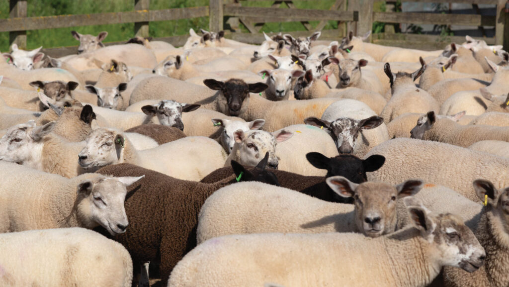 Mindrum weaned lambs