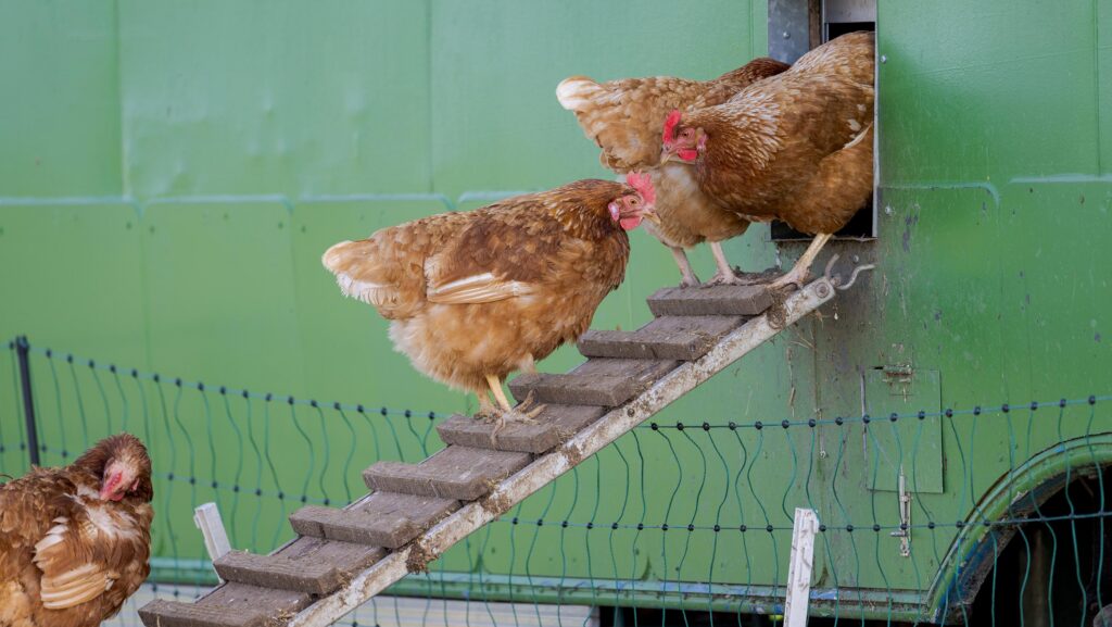 The fund has enabled businesses to buy mobile hen houses © Adobe Stock