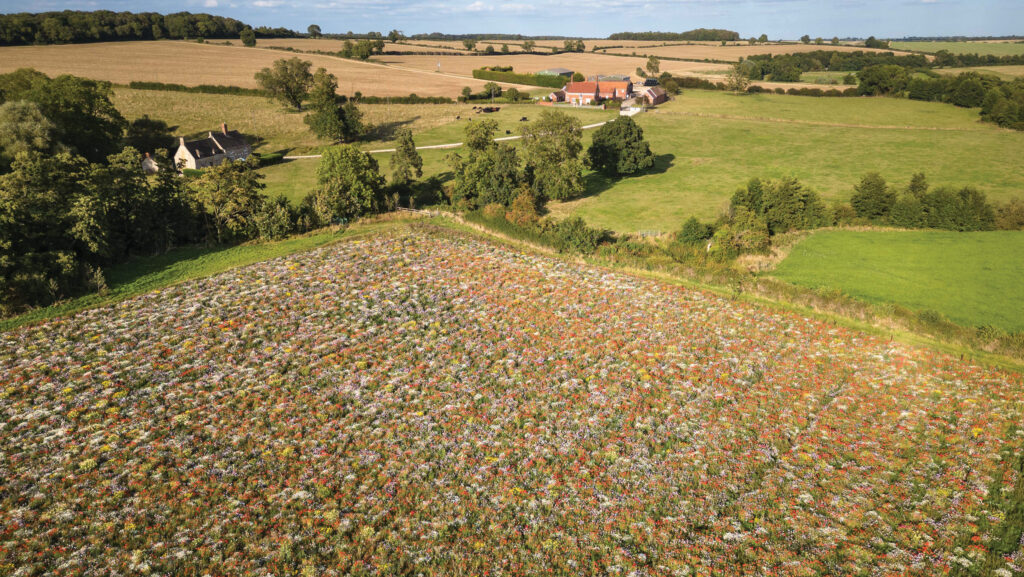 A wildflower meadow