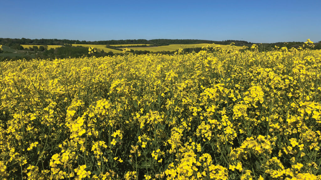 OSR field