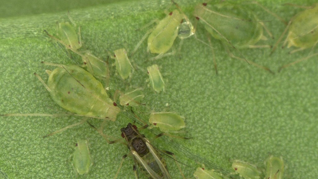 Peach potato aphid and lacewing © BASF