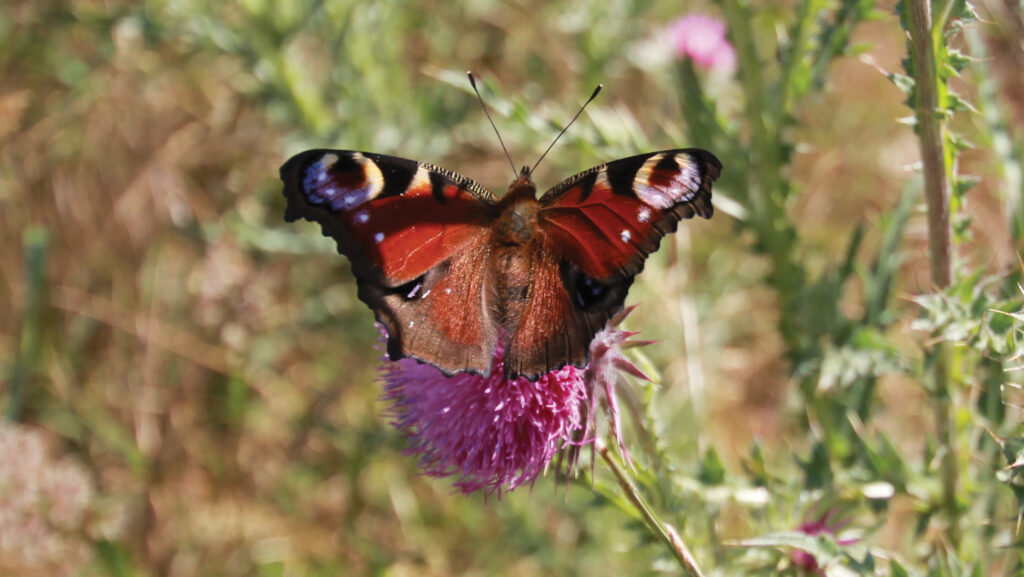 A butterfly