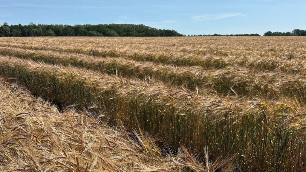 Relay barley field
