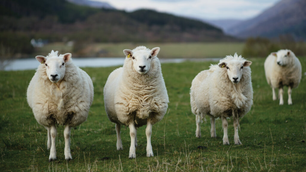 Sheep in a field in Scotland, with a lake and hills behind them