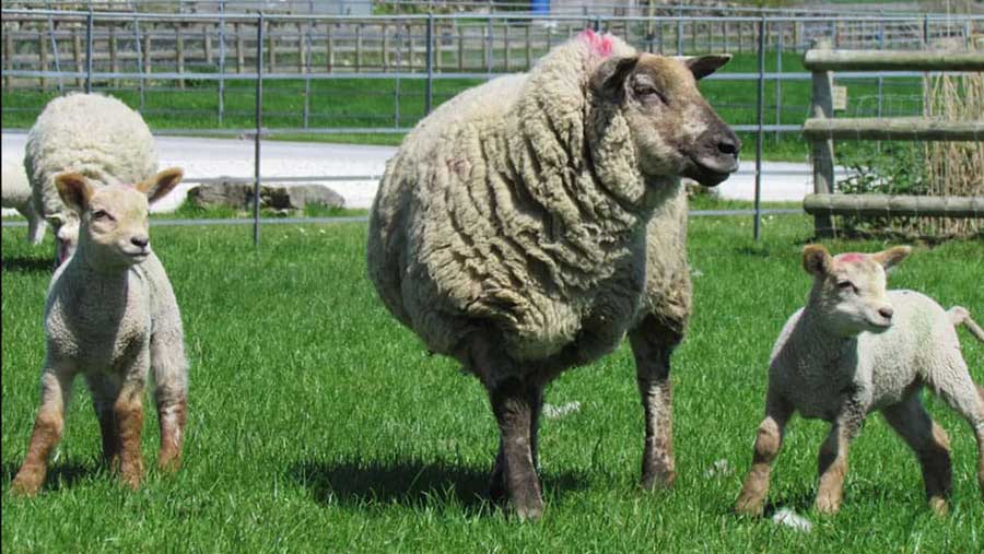 Sheep in solar panel field