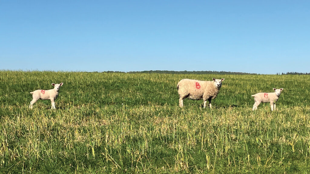 Sheep on David Passmore’s Oxfordshire farm