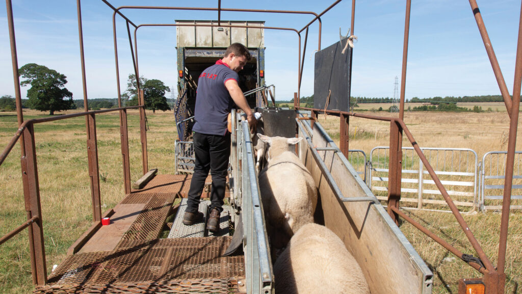 Man leading sheep up a ramp