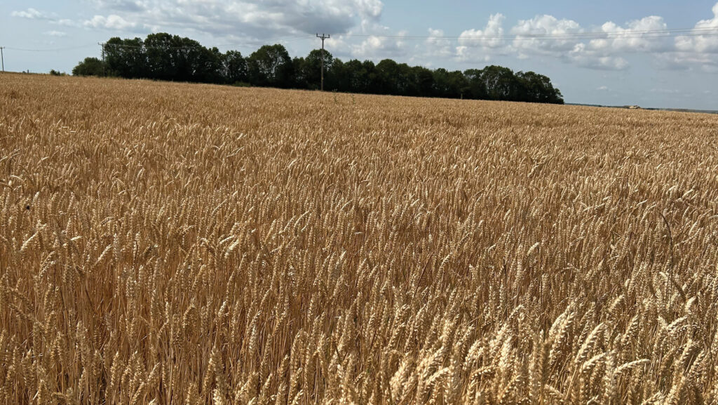 A crop of Sparkler wheat © Elsoms