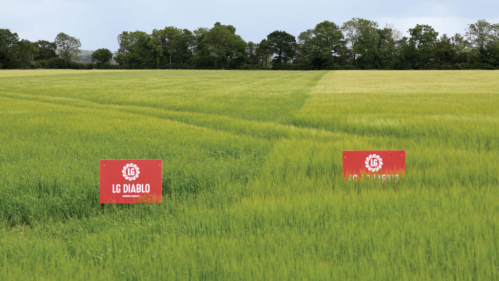 Spring barley Diablo v Aquarius © Beanstalk Global Max MacGillivray