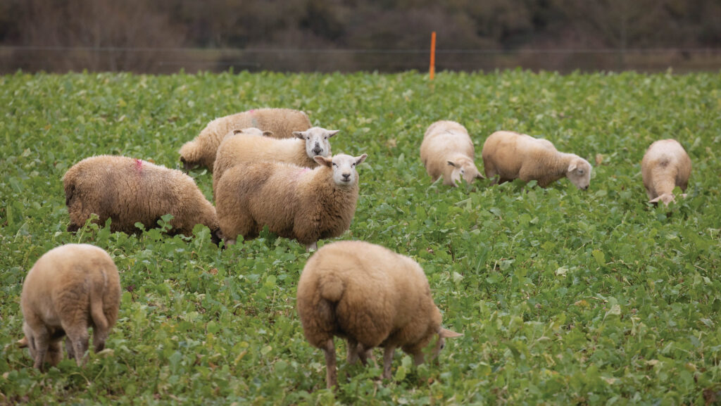 Store lambs grazing