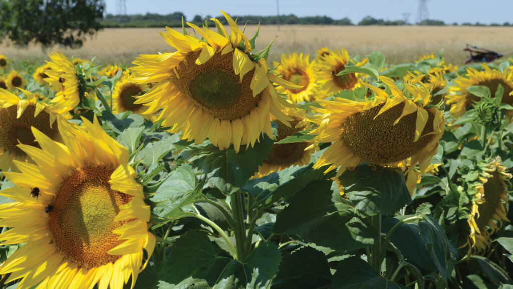 Sunflowers