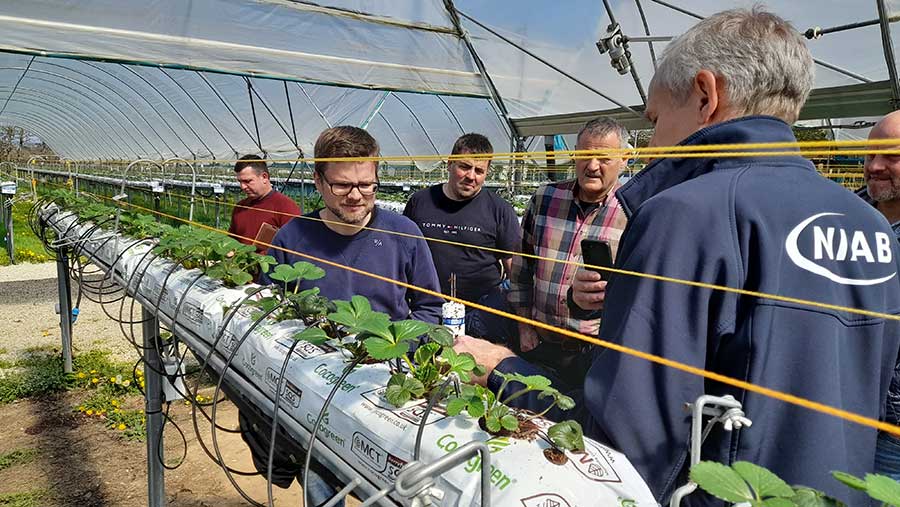 Crops in greenhouse