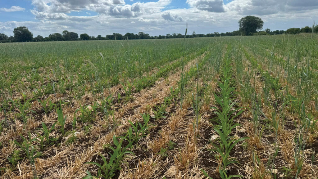 Maize crop