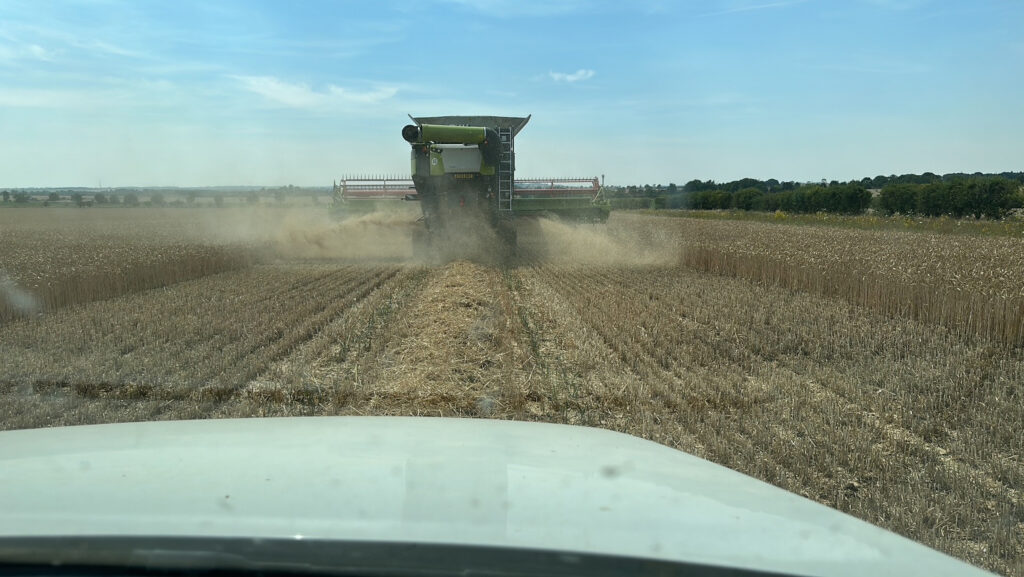 Wheat straw