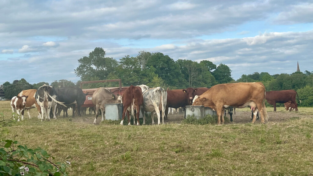 Thirsty cows
