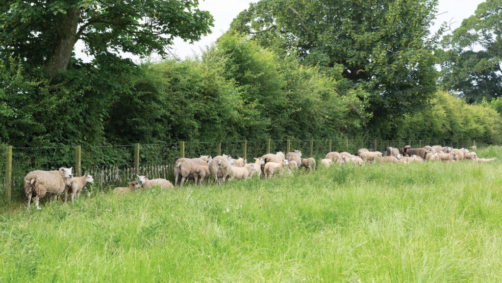 Sheep enjoy the shelter of the mature hedge at Thistleyhaugh