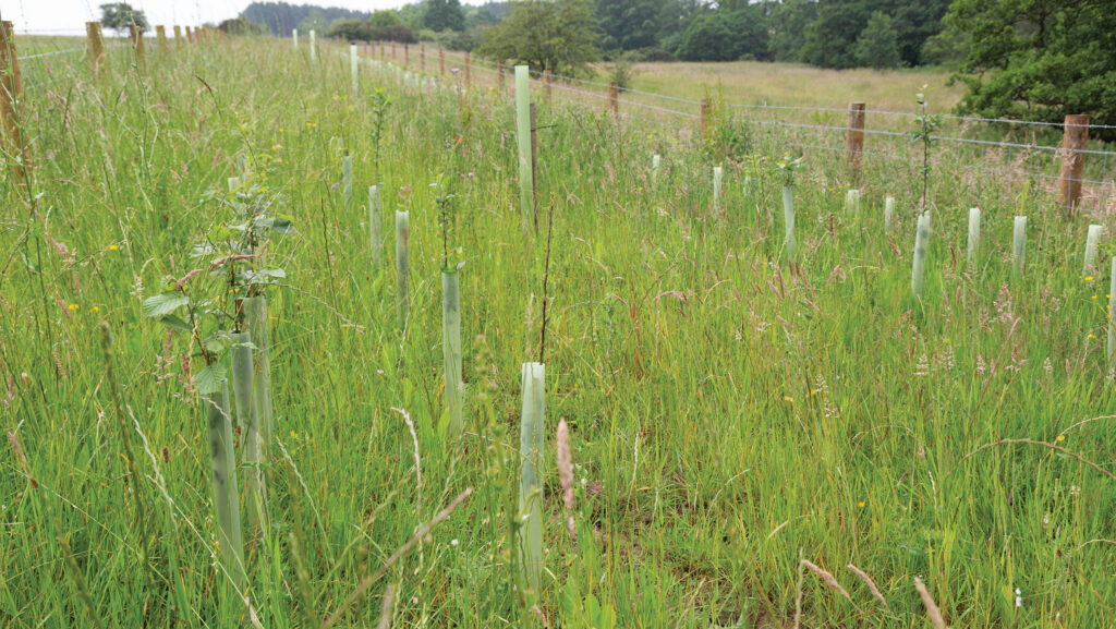 Hedge plantings arranged in wide lines