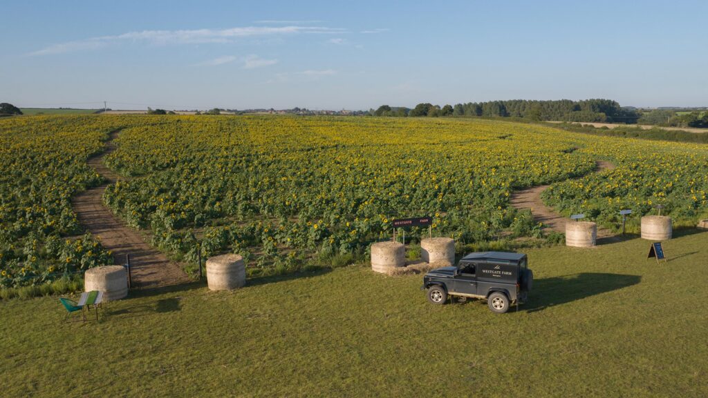 Westgate Farm sunflowers