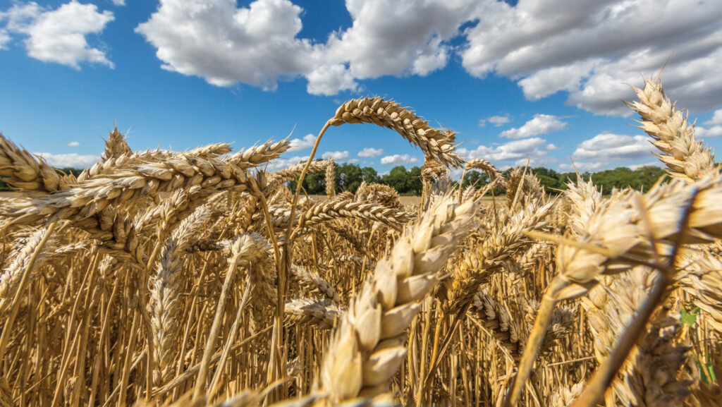 Wheat crop