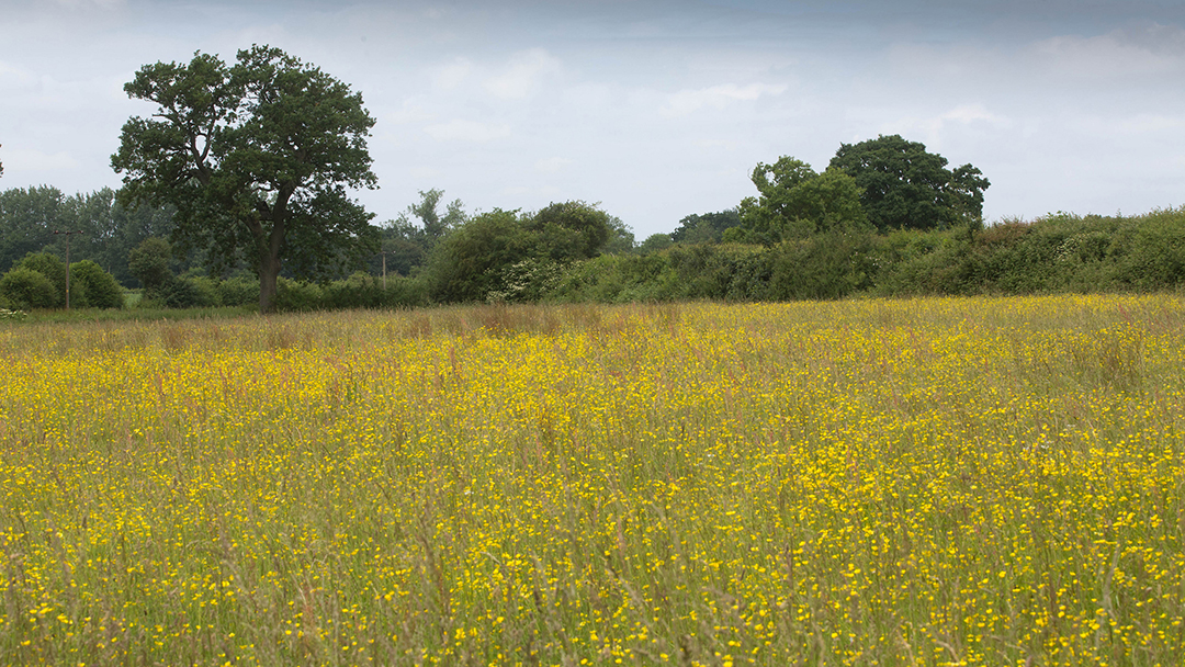 Defra drops Higher Tier CS invite-only rule