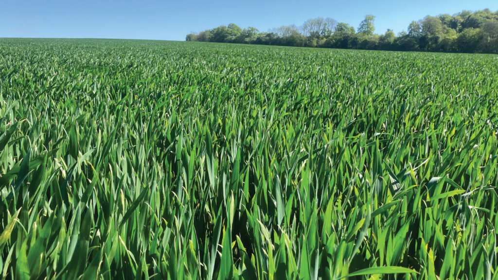 Winter wheat crop