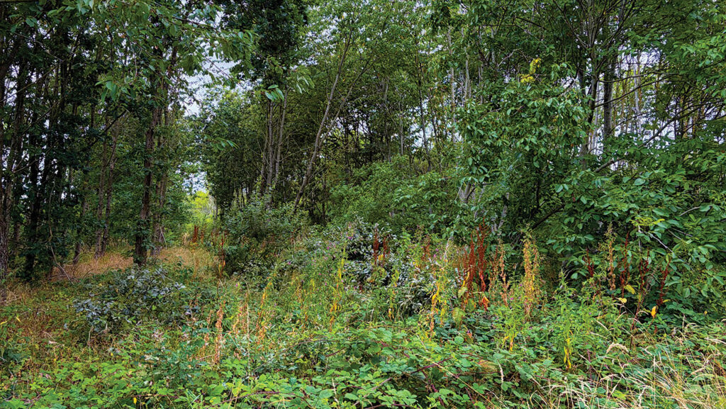 Woodland creation at Foremark Park Farm