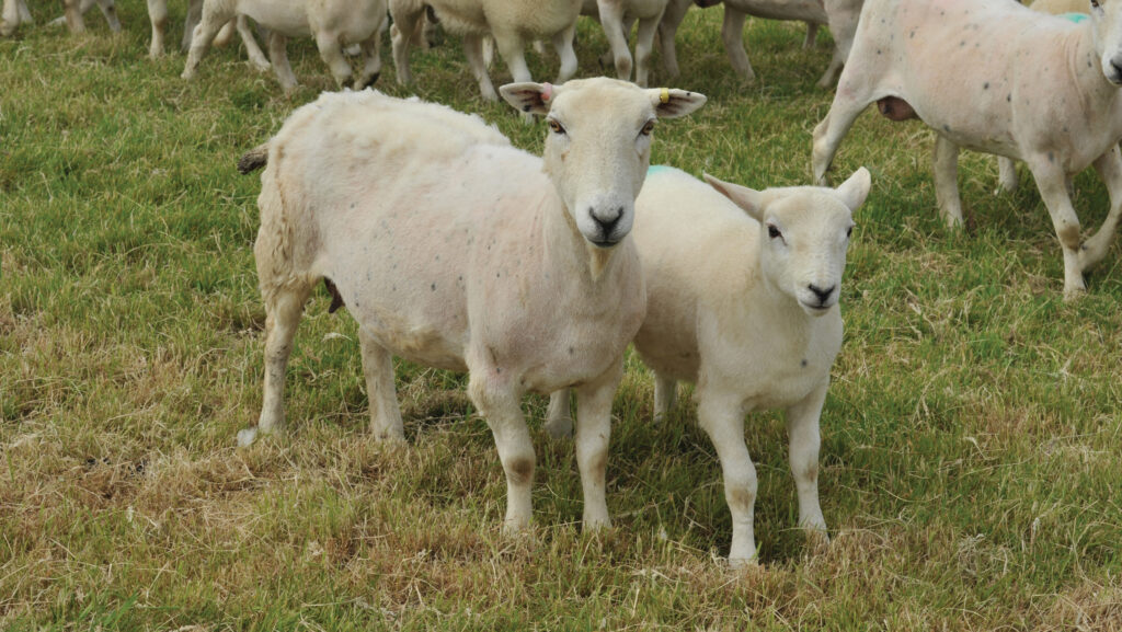 Yearling Polled Wiltshore cross EasyCare ewe with lamb © Debbie James