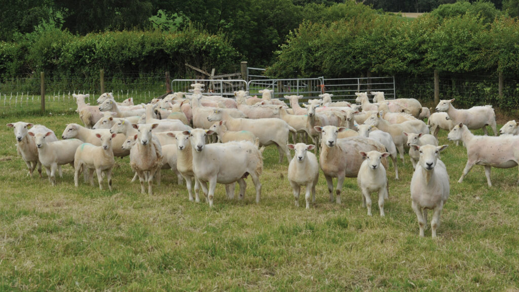 Yearling Polled Wiltshore cross EasyCare ewes with lambs