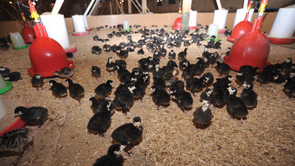 Turkey chicks