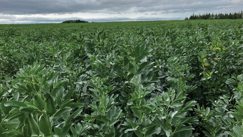 Bean crop