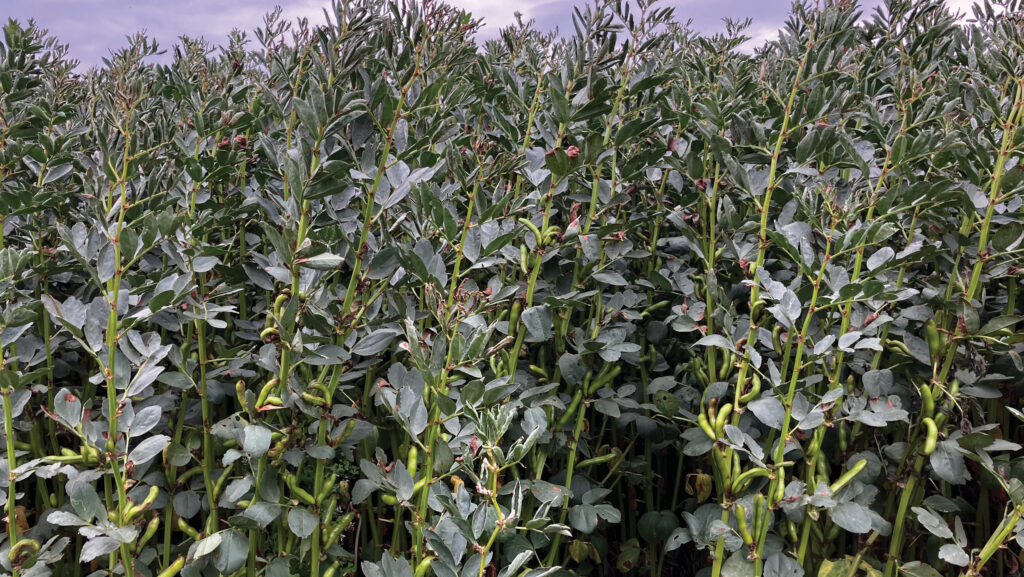 Bean crop