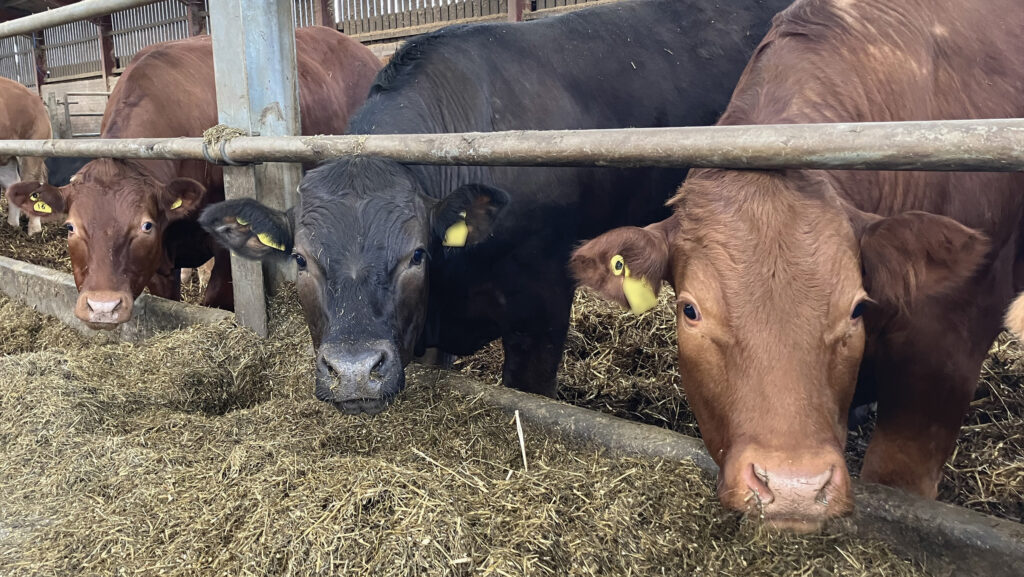 Beef cattle
