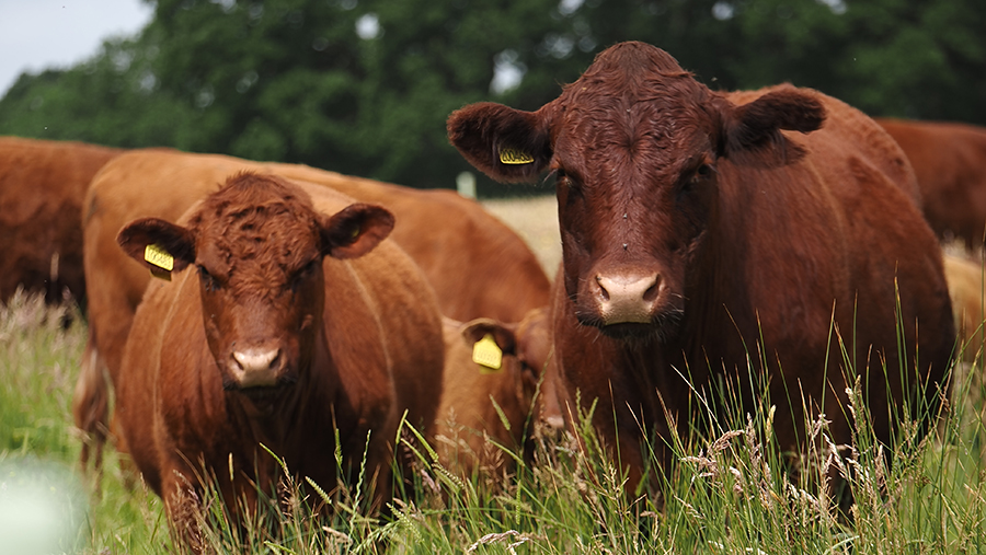 Cows in field