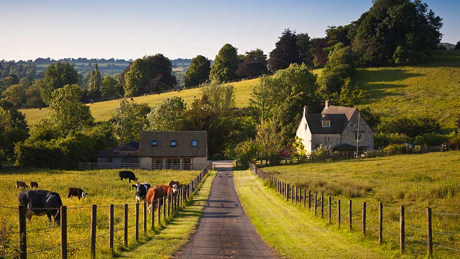 Farmland With Farmhouse And Grazing Cows