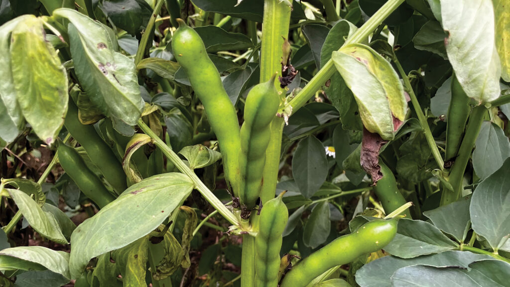 Bean pods