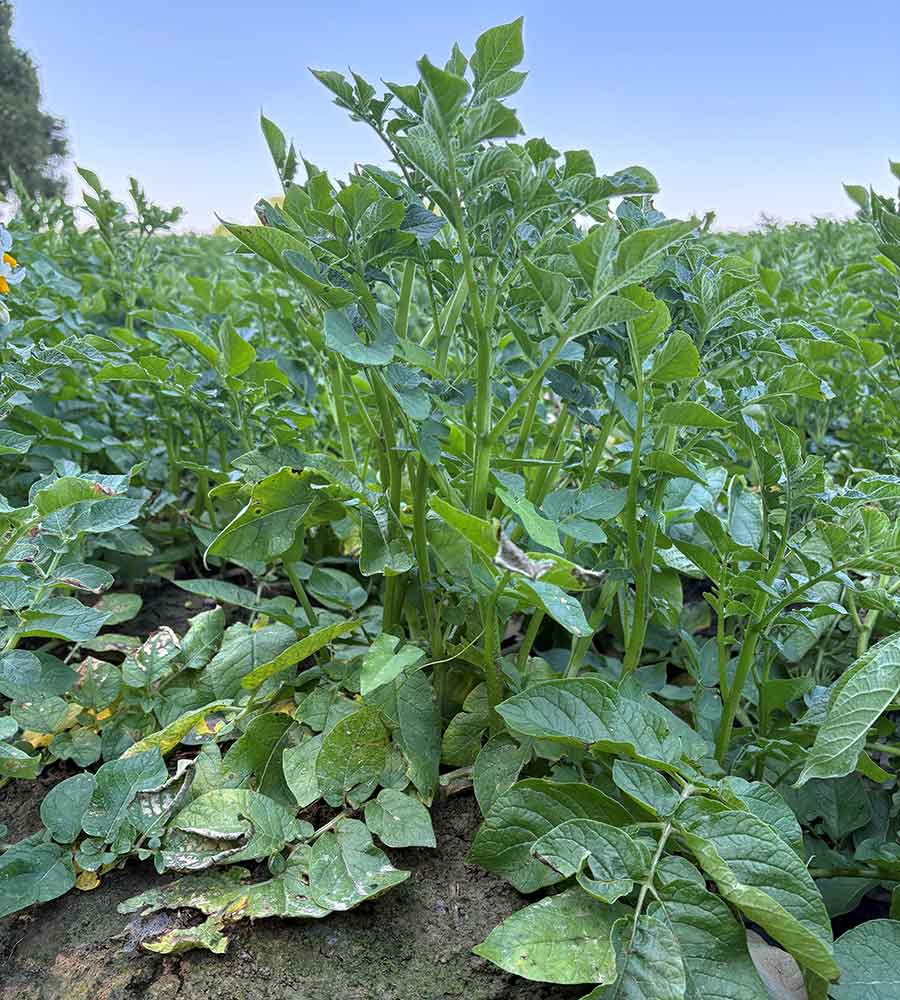 New potato shoots developing from leaf buds