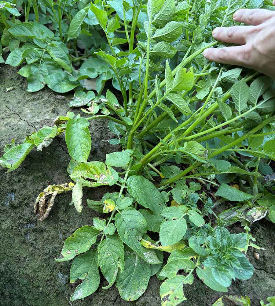 Regrowing potatoes from the leaf buds